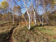 Alla Madonnina del Costone (1195 m) in veste autunnale da Salmezza-21ott24 - FOTOGALLERY